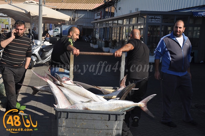 samak antayasa (21).JPG